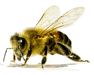 Bee PNG image-4295